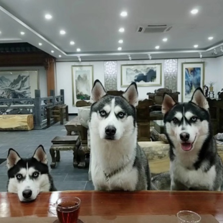 陳年普洱茶的頭像